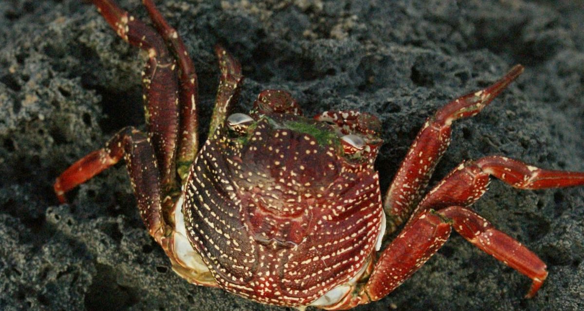 Influencer Kuliner Tewas Usai Santap Kepiting ‘Setan’ Demi Konten