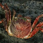 Influencer Kuliner Tewas Usai Santap Kepiting ‘Setan’ Demi Konten