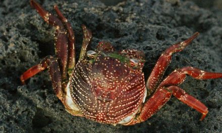 Influencer Kuliner Tewas Usai Santap Kepiting ‘Setan’ Demi Konten