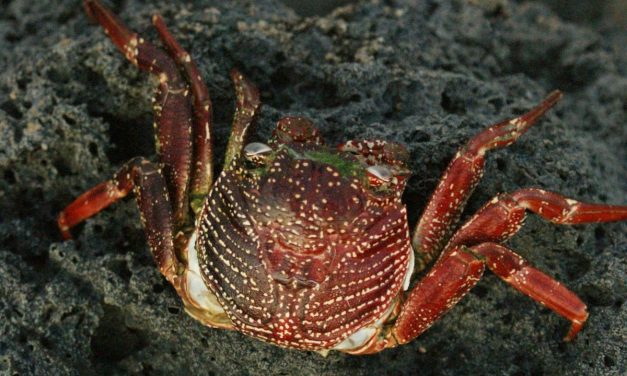 Influencer Kuliner Tewas Usai Santap Kepiting ‘Setan’ Demi Konten