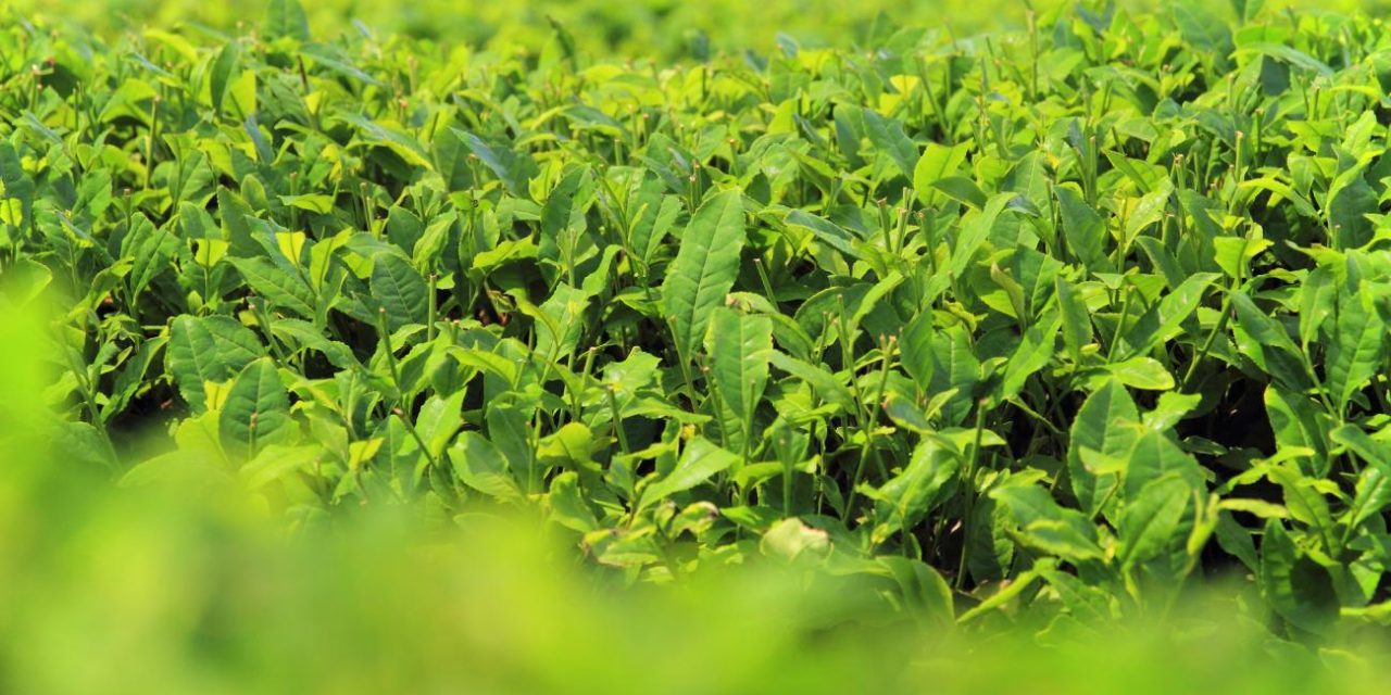 Krisis Kelangkaan Matcha: Perkebunan Jepang Alami Penurunan