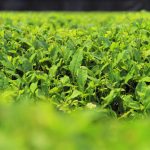 Krisis Kelangkaan Matcha: Perkebunan Jepang Alami Penurunan
