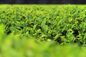 Krisis Kelangkaan Matcha: Perkebunan Jepang Alami Penurunan