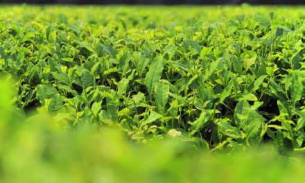 Krisis Kelangkaan Matcha: Perkebunan Jepang Alami Penurunan