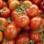 Petani Milenial Lembang Sukses Budidaya Tomat Beef Premium