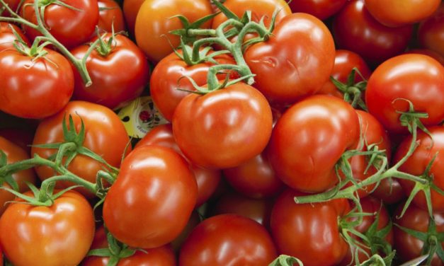 Petani Milenial Lembang Sukses Budidaya Tomat Beef Premium
