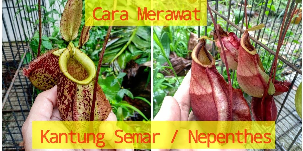 Tren Tanaman Karnivora: Merawat Kantong Semar Jadi Terapi