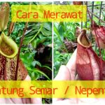 Tren Tanaman Karnivora: Merawat Kantong Semar Jadi Terapi