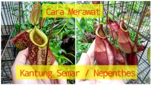 Tren Tanaman Karnivora: Merawat Kantong Semar Jadi Terapi