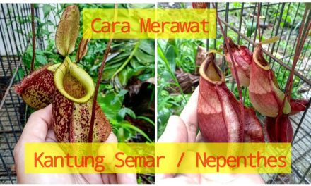 Tren Tanaman Karnivora: Merawat Kantong Semar Jadi Terapi