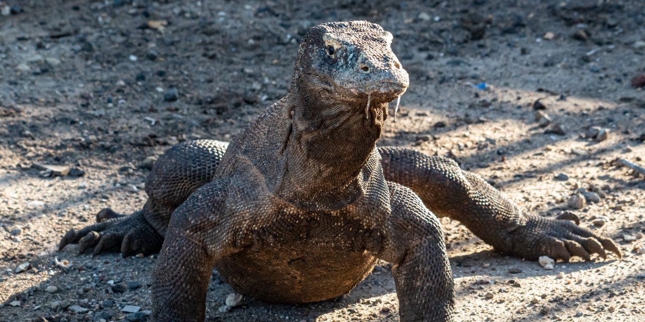 KLHK Tingkatkan Patroli Sarang Komodo Di Taman Nasional