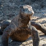 KLHK Tingkatkan Patroli Sarang Komodo Di Taman Nasional