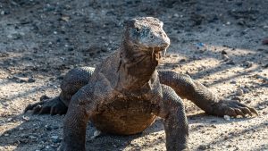 KLHK Tingkatkan Patroli Sarang Komodo Di Taman Nasional