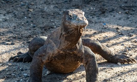 KLHK Tingkatkan Patroli Sarang Komodo Di Taman Nasional